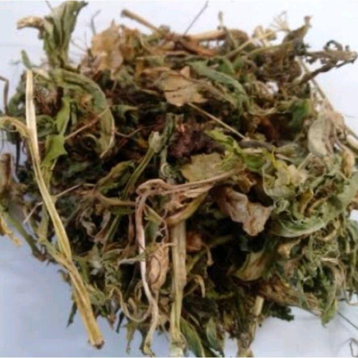 

Daun Kitolod Kering Asli Herbal Alami 500gr