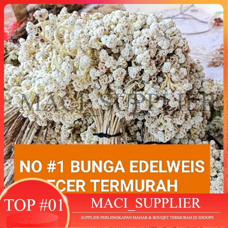 MACISUPPLIER BUNGA EDELWEIS KERING BUNGA EDELWEIS BROMO BUDIDAYA