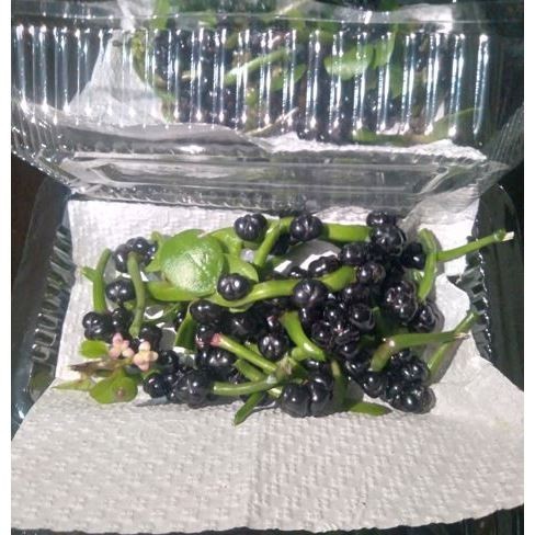 

Buah Angkung Binahong Segar 100 Biji – Petik Langsung, Kaya Manfaat untuk Kesehatan R2