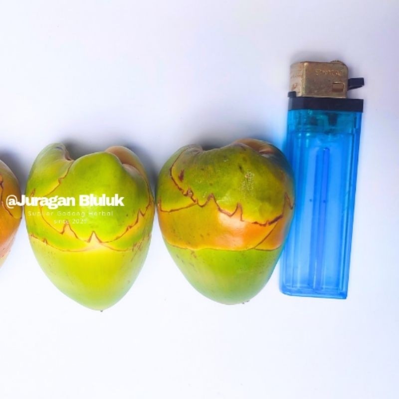 

Paket Superan Isi 5 Biji Bluluk Pentil Kelapa Muda Kecil Fresh Tembuluk Obat Herbal Jamu Diabetes