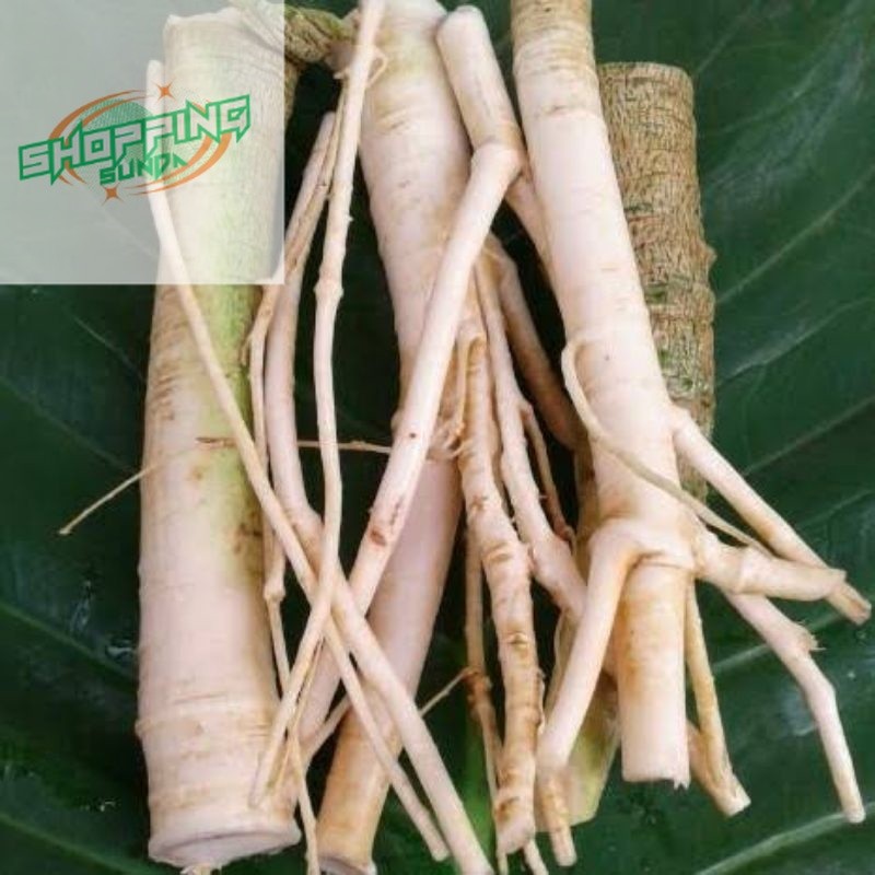

akar pepaya segar 500 gr fresh