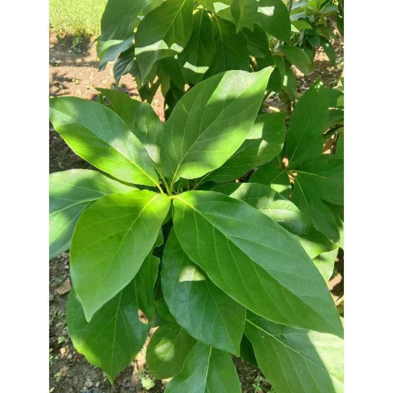 

daun alpukat segar daun fresh 35 lembar order baru petik