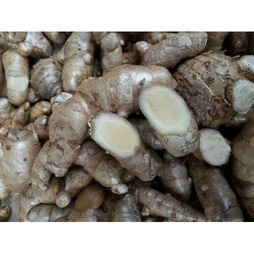 

promo KUNYIT TEMU PUTIH SEGAR 1KG CURCUMA ZEDOARIA HERBAL KANKER ready