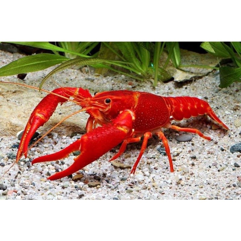 udang lobster hias air tawar red marlboro