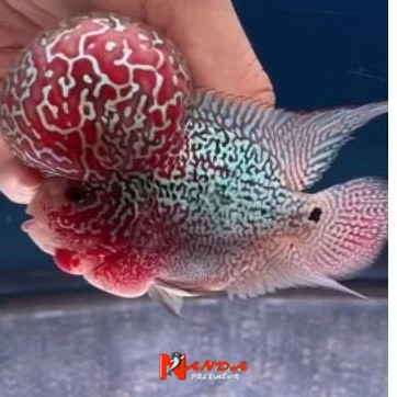 New Stok F3/Srm Jenong Calon Jumbo Louhan Burayak 3cm kualitas