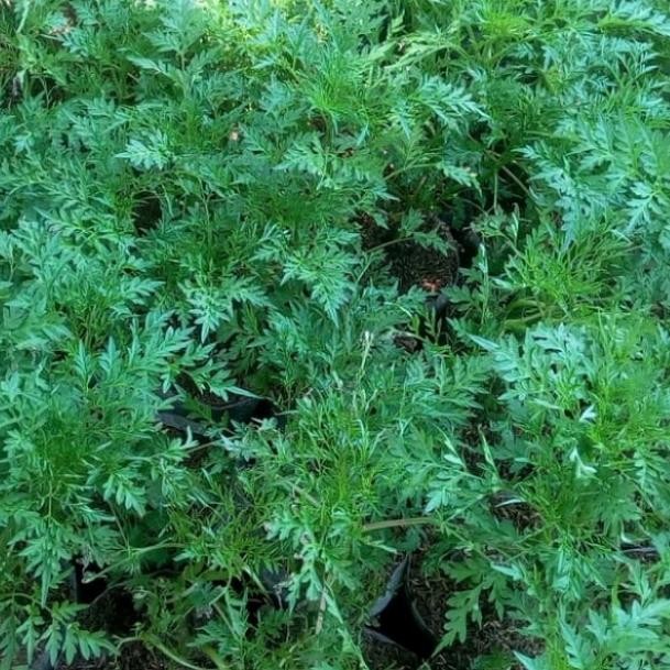 

Tanman lalab pohon kenikir ready stok siap kirim