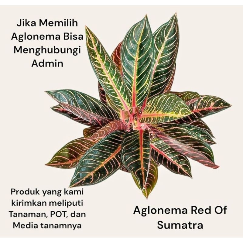 Aglaonema Red sumatra Aglonema dewasa