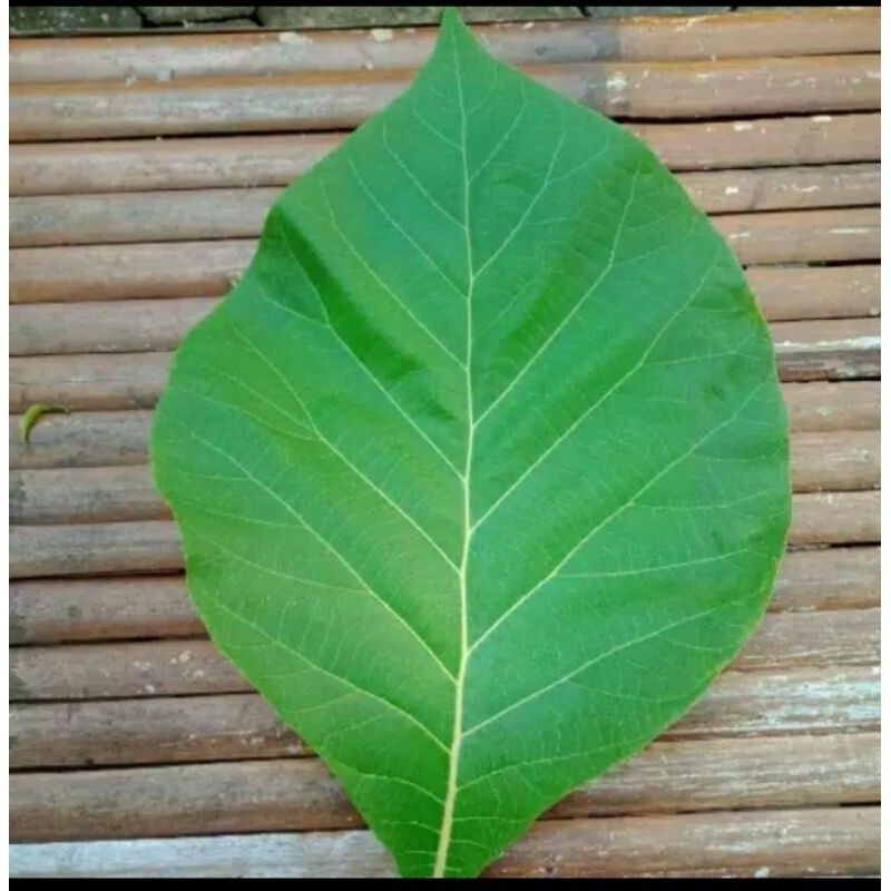 

[RA] Daun Jati Per 15 lembar murah Khas pangandaran