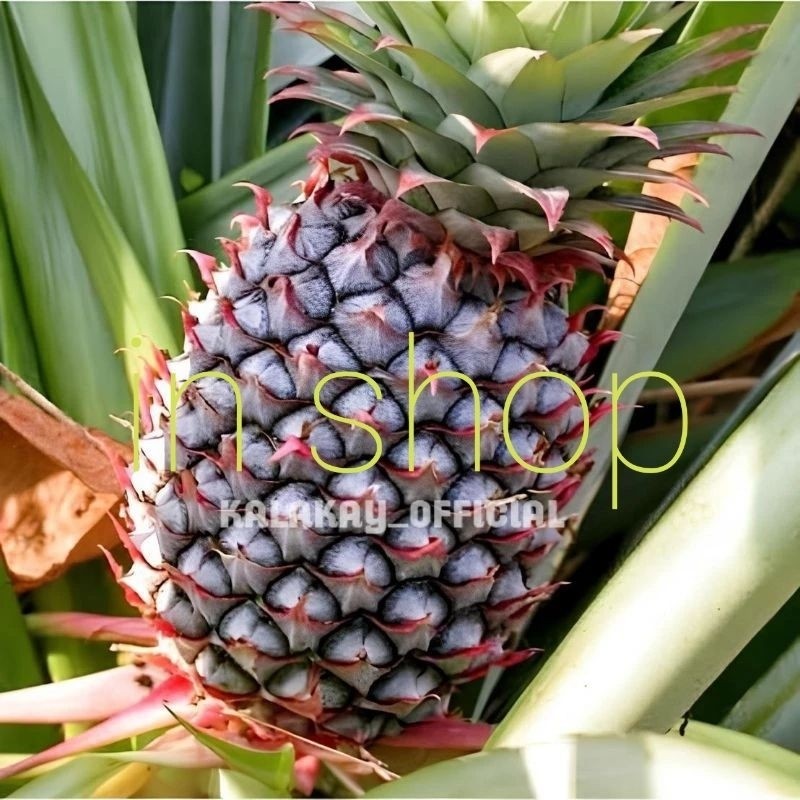 

New nanas muda nanas herbal alami