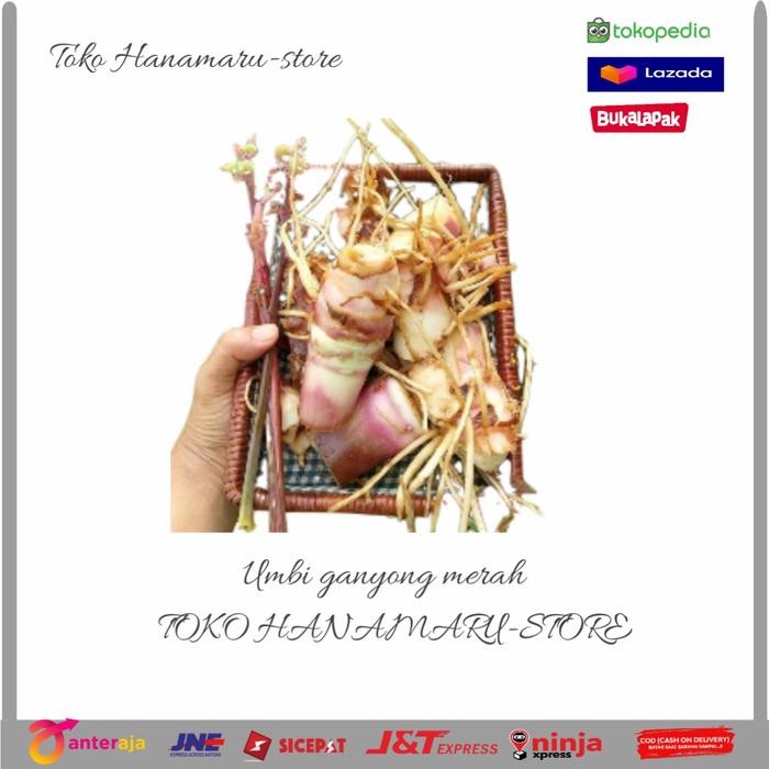 

PROMO UMBI GANYONG MERAH/1kg l UMBI GANYO GANYONG MERAH