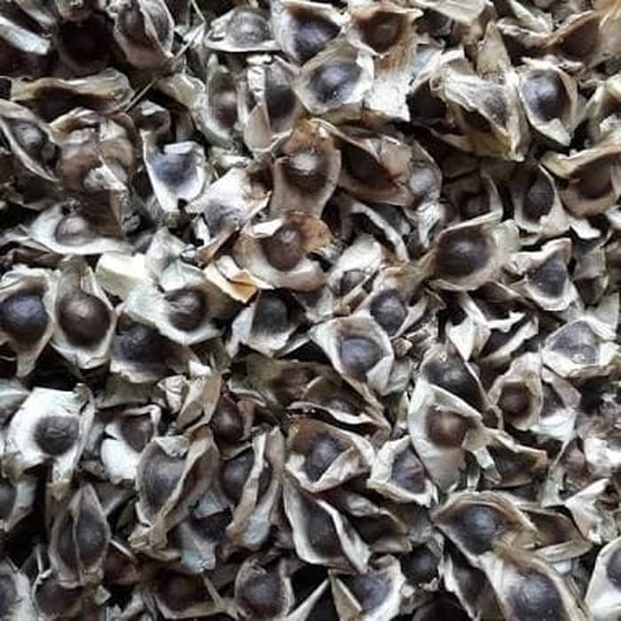 

Biji buah kelor/obat diabetes/maag