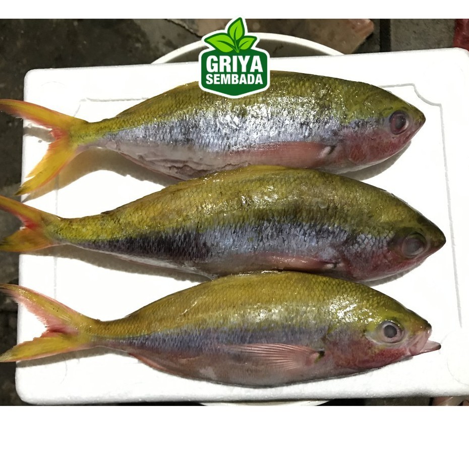 

Ikan Ekor Kuning Segar 1KG Griya Sembada