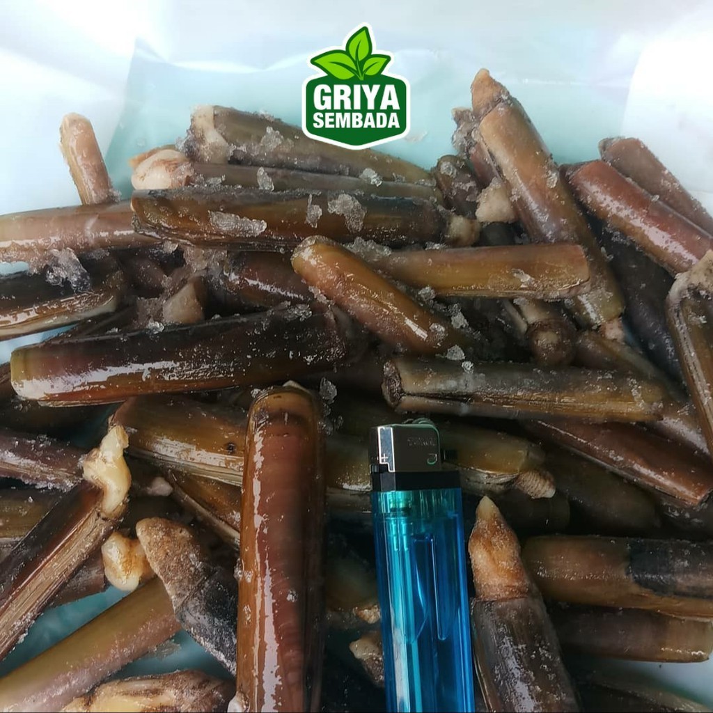 

Kerang Bambu Segar 1KG Griya Sembada