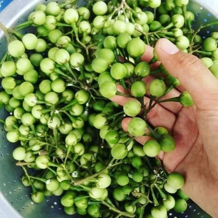 

New Promo TAKOKAK CEPOKAK/TERUNG PIPIT SEGAR 500gram Azkia_Organik_96