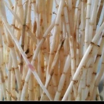 

New akar ilalang segar alami akar ilalang 500 gr