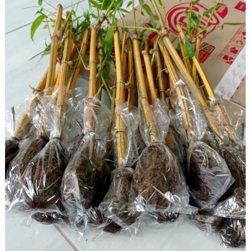 Bibit Bambu Kuning / Ampel Kuning Siap Tanam / Tanaman Hias Bambu Kuning