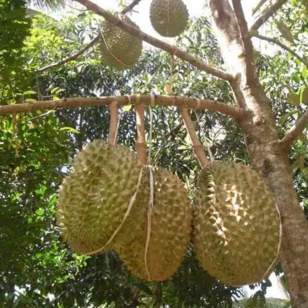 bibit durian bawor kaki 3 tinggi 1 meter