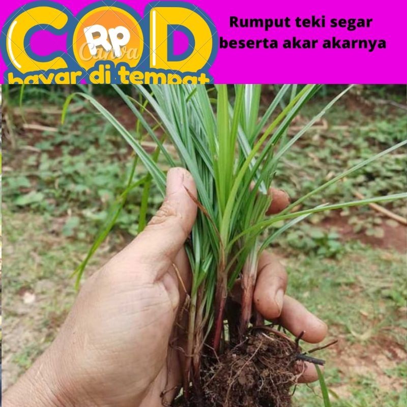 

Rumput teki segar beserta akar akarnya 500 gram