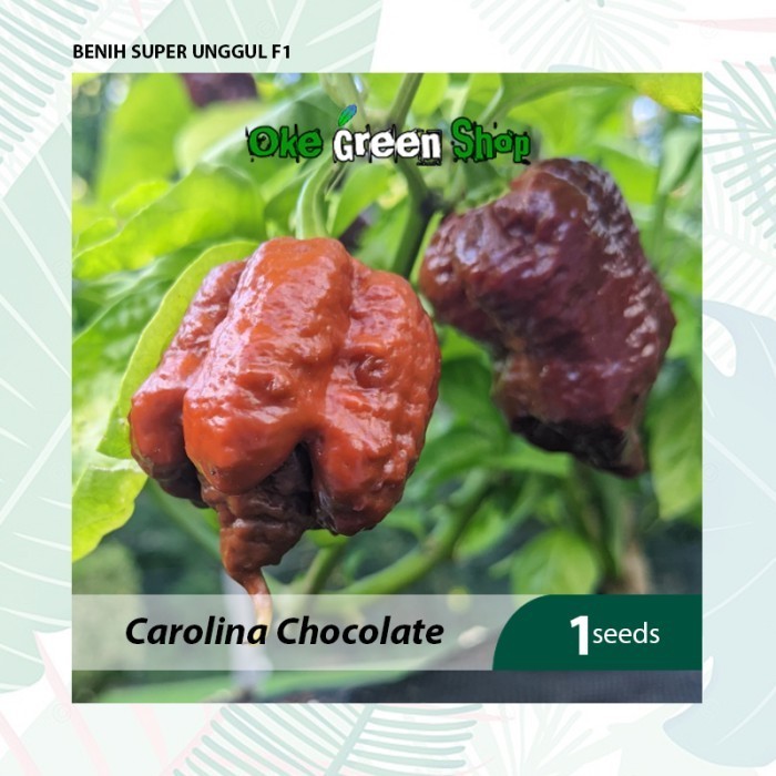 KLIP - 1 Biji Benih Bibit Cabe Carolina Reaper Chocolate Kualitas F1