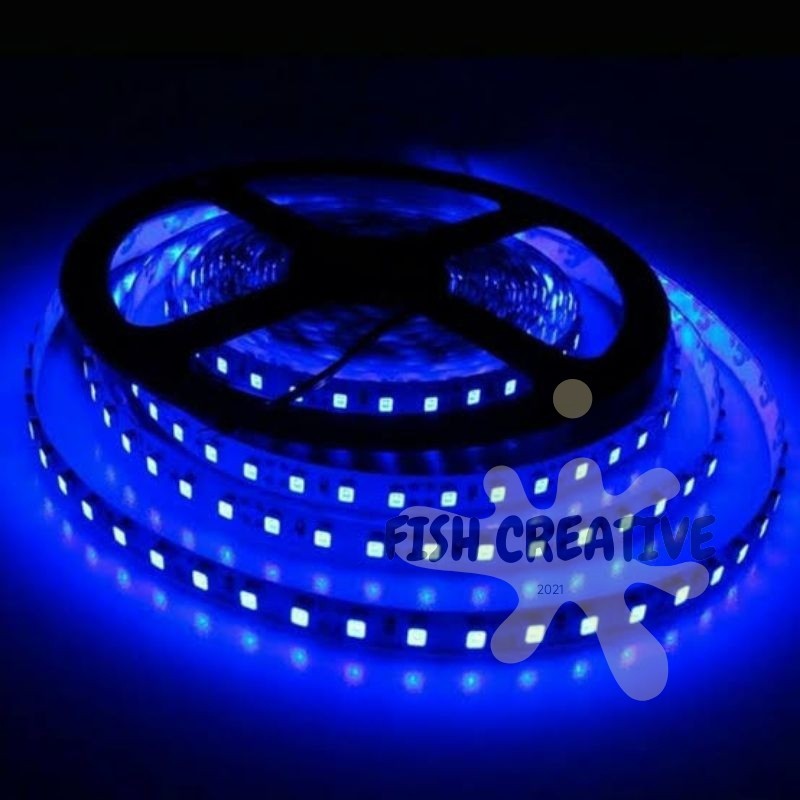 keepers Lampu aquarium blue thaisilk louhan 6-7 cm lohan biru import