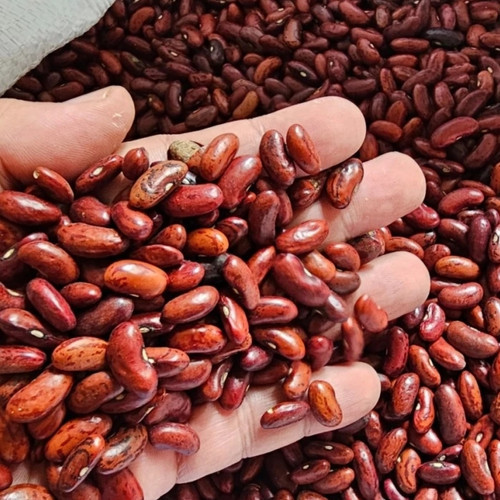 

Kacang Merah Kering 250gr