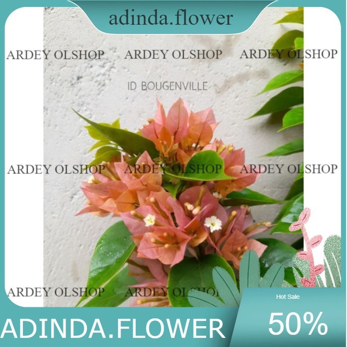 Bibit Tanaman Hias Bugenvile Bougenville Singapore Peach