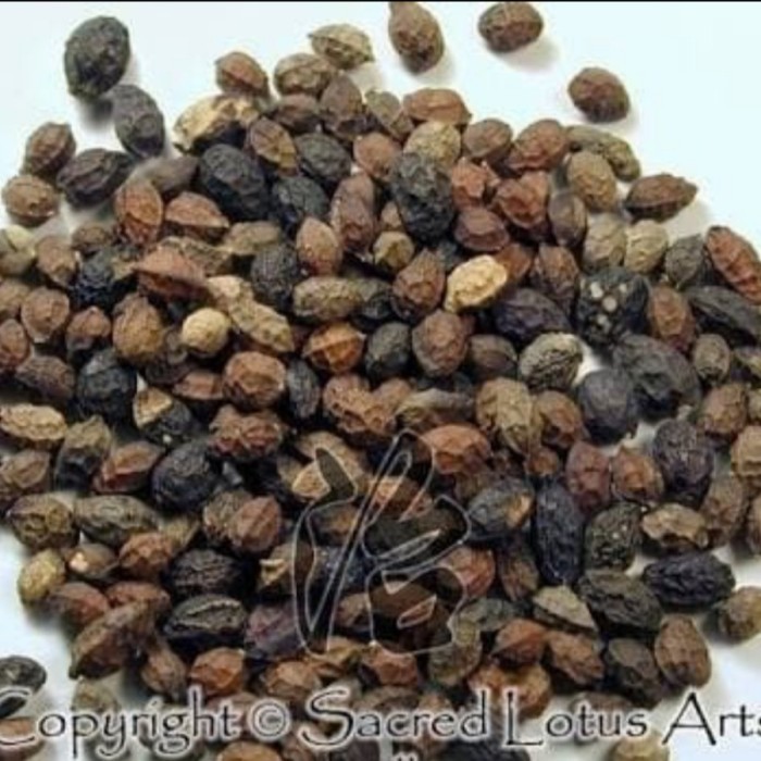 

1KG 1 KG 1000 GRAM YA DAN ZI KU SHEN ZI SOPHORA FLAVESCENS SEED SEEDS