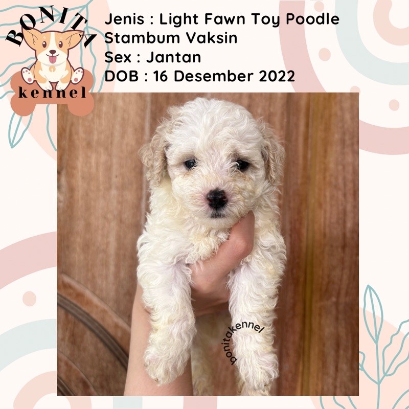 Anakan Anjing Light Fawn Toy Poodle Stambum Jantan