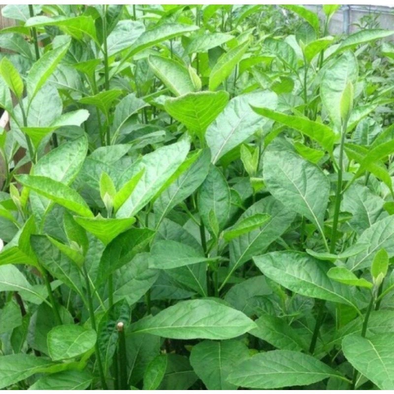 

Promo daun afrika segar 1kg fresh Termurah