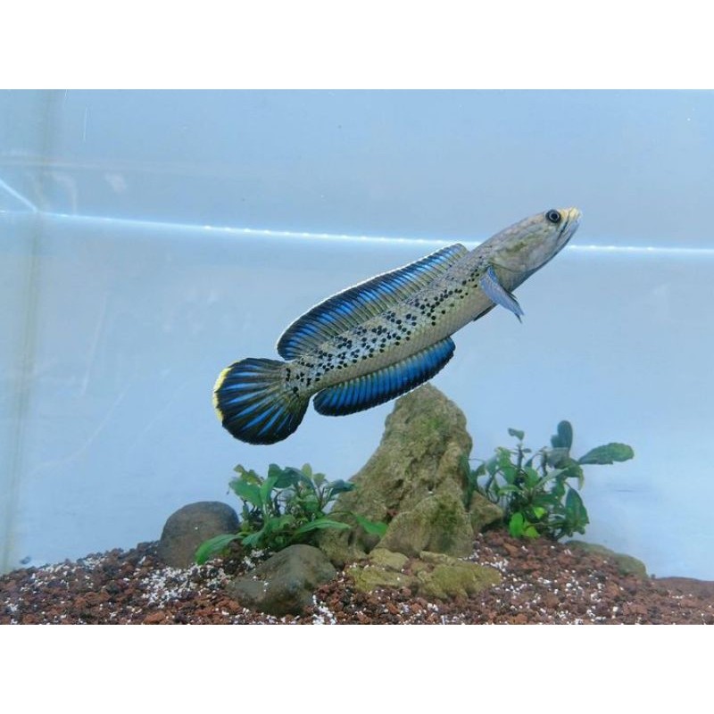 channa stewartii  5-6 cm istimewa canna Warti full dot gondrong garansi pengiriman