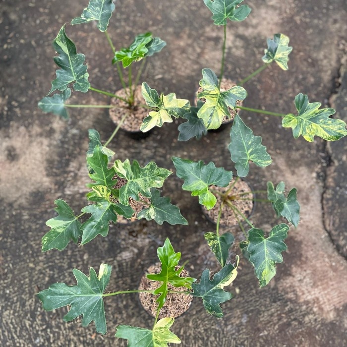 Thaumatophyllum java beauty variegata Tanaman Hias Bunga Hidup