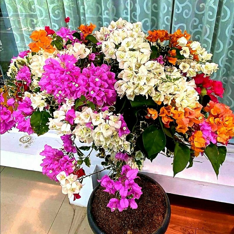 Bougenville 5 Warna - Tanaman hias bunga dan dekorasi tanaman