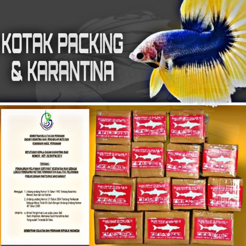 BOX PACKING & KARANTINA CUPANG HM HALFMOON SIZE M L