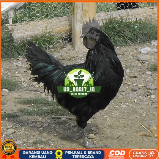 

Telur ayam hias cemani lidah hitam siap ditetaskan - ayam cemani UD_GOBIT_ID