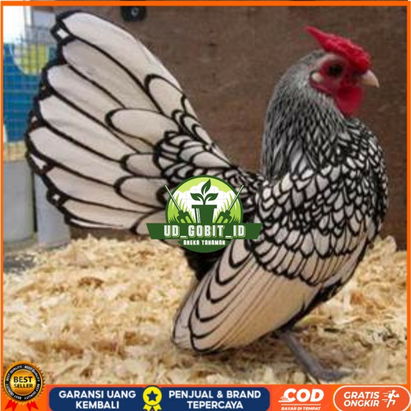 

TELUR AYAM HIAS BATIK ITALY,AYAM BATIK KANADA UD_GOBIT_ID
