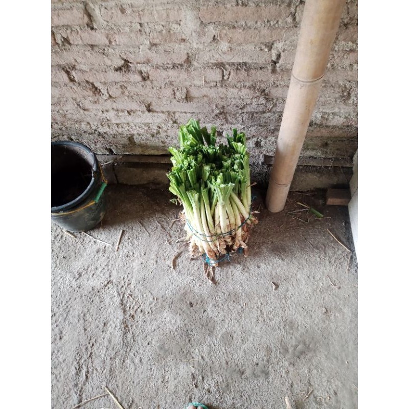 bibit rumput odot super