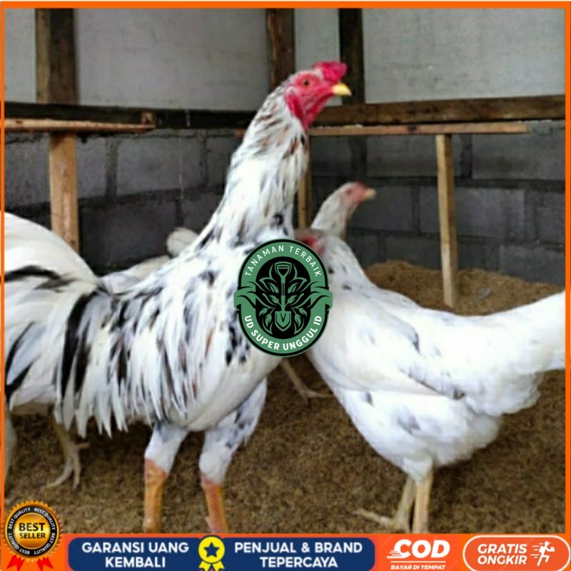 

TELUR AYAM SENSI PS BALITBANG UNTUK DI TETASKAN UD_SUPER_UNGGUL_ID