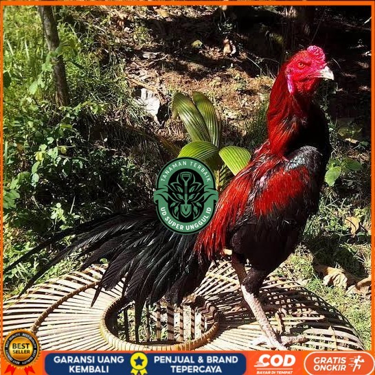 

Telur ayam bangkok ekor lidi / telur ayam hias fertil siap kirim UD_SUPER_UNGGUL_ID