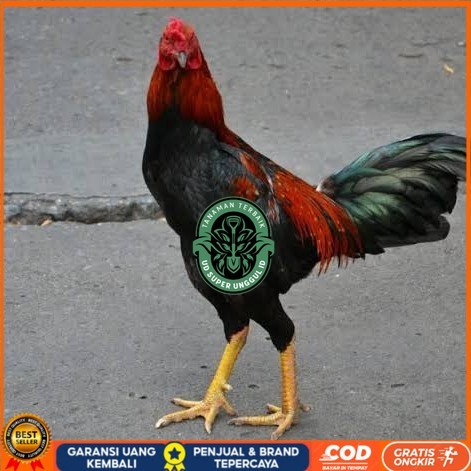 

Telur ayam bangkok pakhoy petarung aduan fertil untuk ditetaskan UD_SUPER_UNGGUL_ID