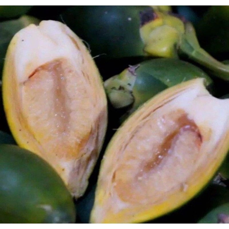 

Buah pinang muda segar/500gram