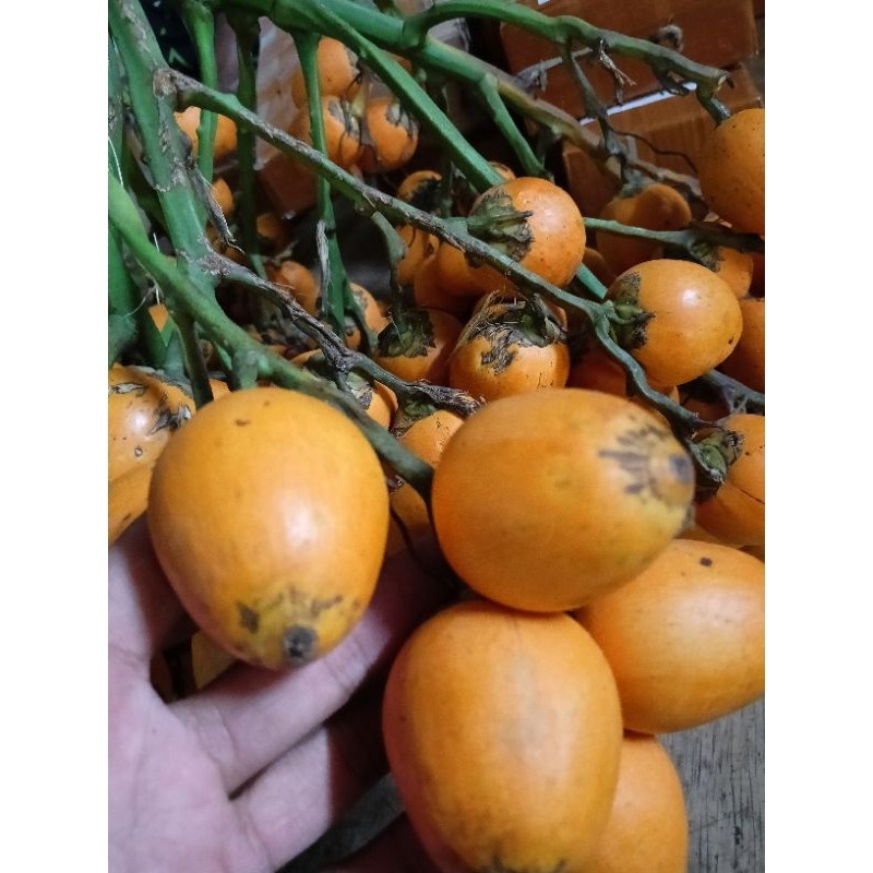 

cod jual pinang tua 500 gram siap konsumsi atau pembibitan AF