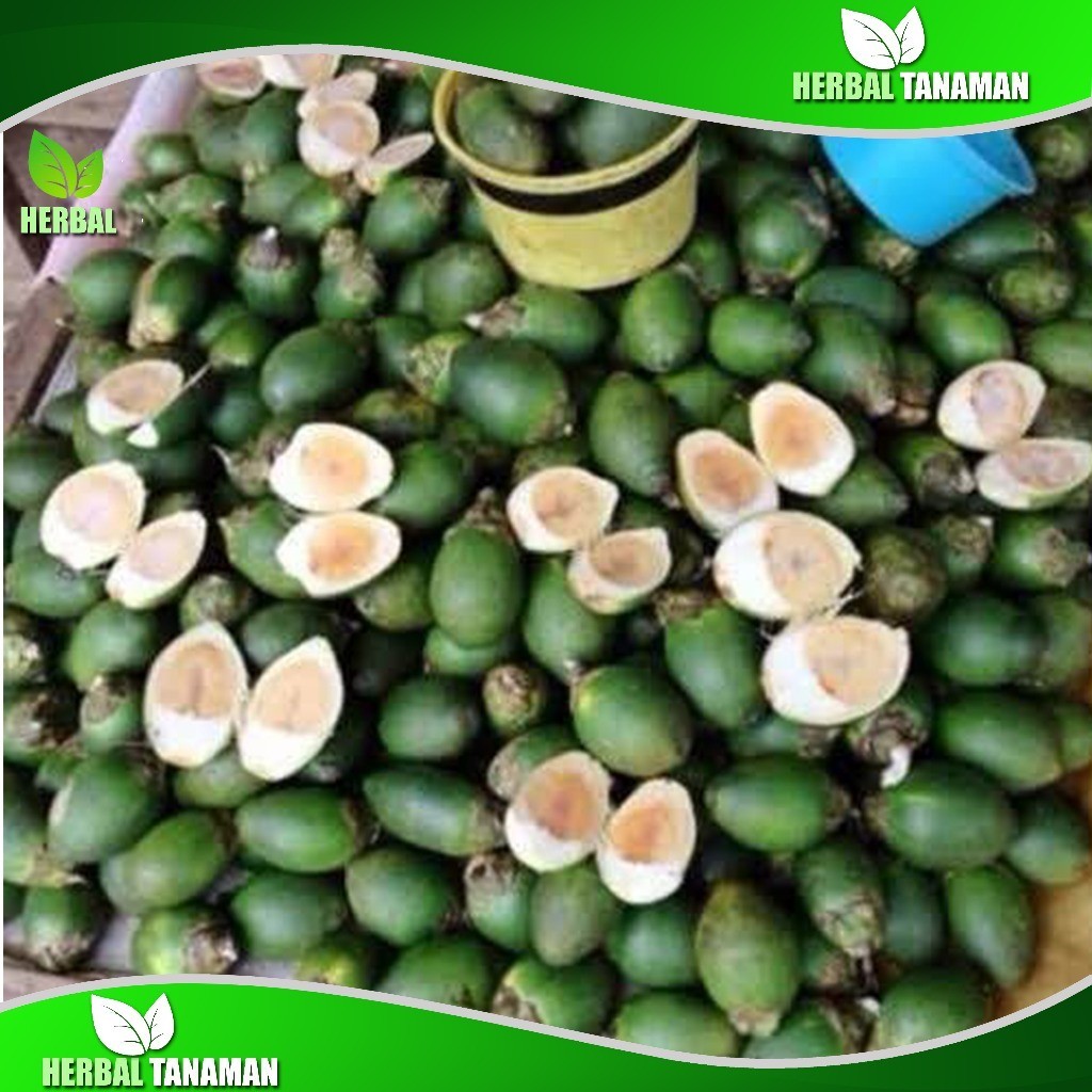 

MC-19 Buah Pinang muda segar 1kg Segar - Jambe FreshHerbal Langsung Petik