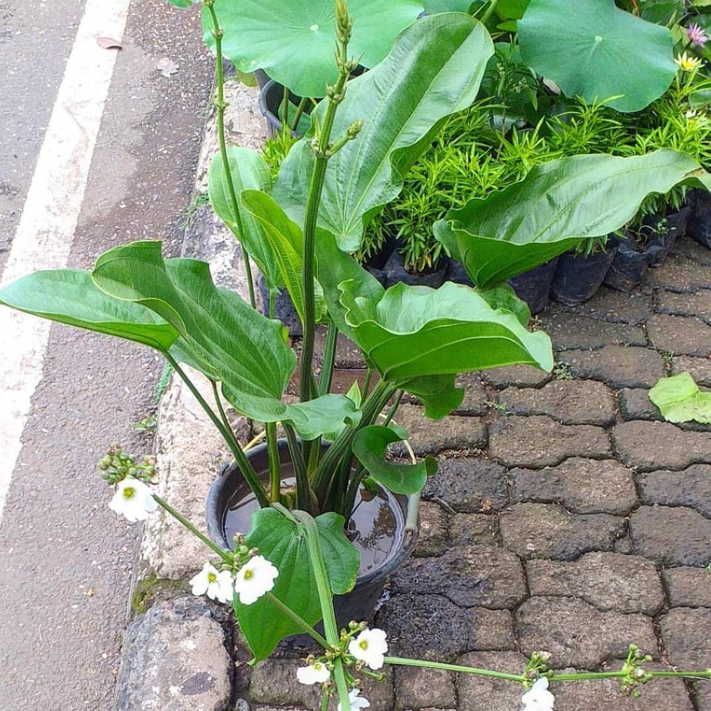 Tanaman hias melati air - tanaman hias air - melati air