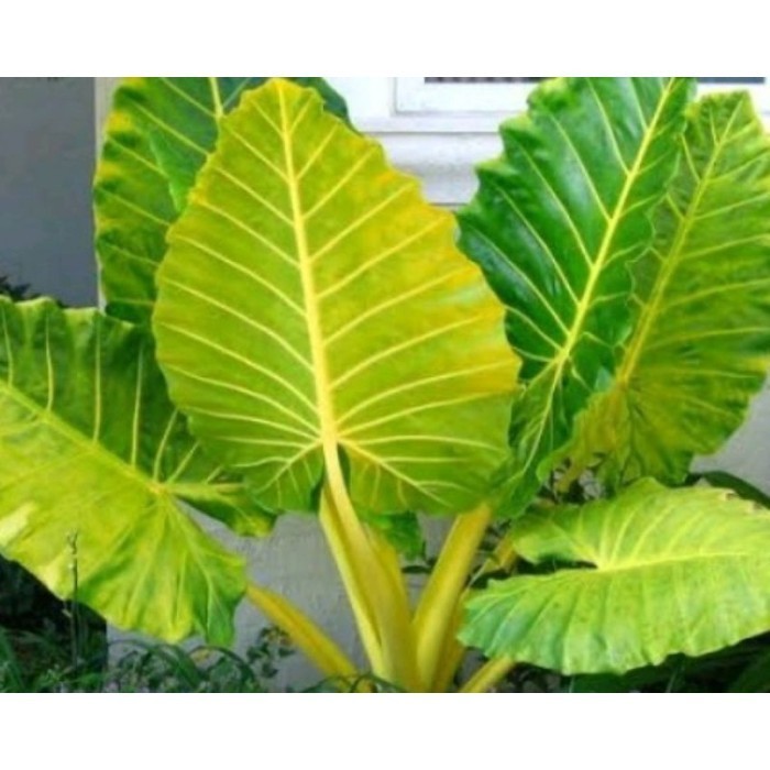 

bibit tanaman sente pohon sente ...