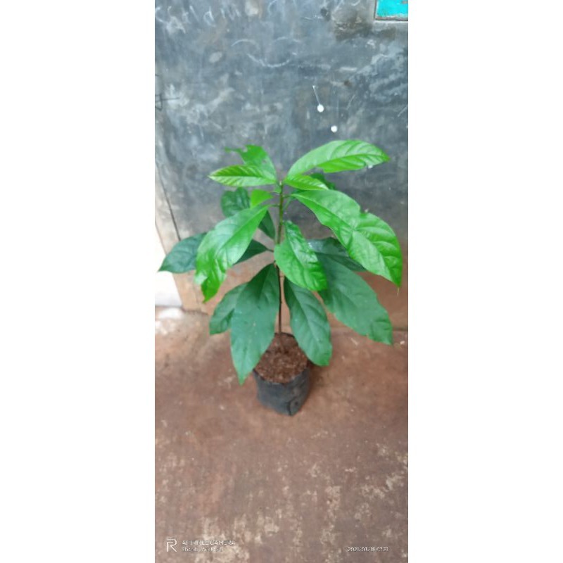 bibit pohon buah alpukat cepat berbuah