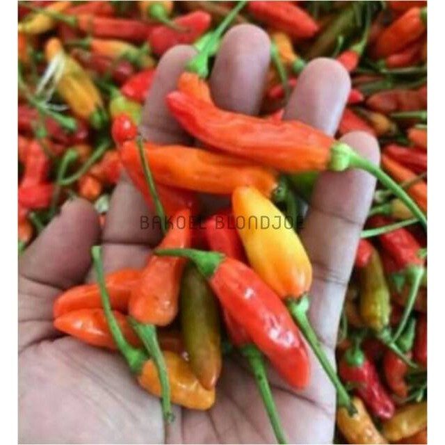 

CABE RAWIT PEDES / LOMBOK / CHILI / CAYENNE PEPPER / FRESH VEGETABLES / VEGETABLE / BUMBU DAPUR 100G