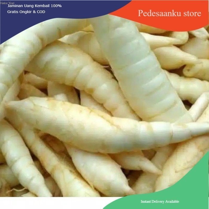 

umbi garut segar/terigu fresh 500grm Herbal COD