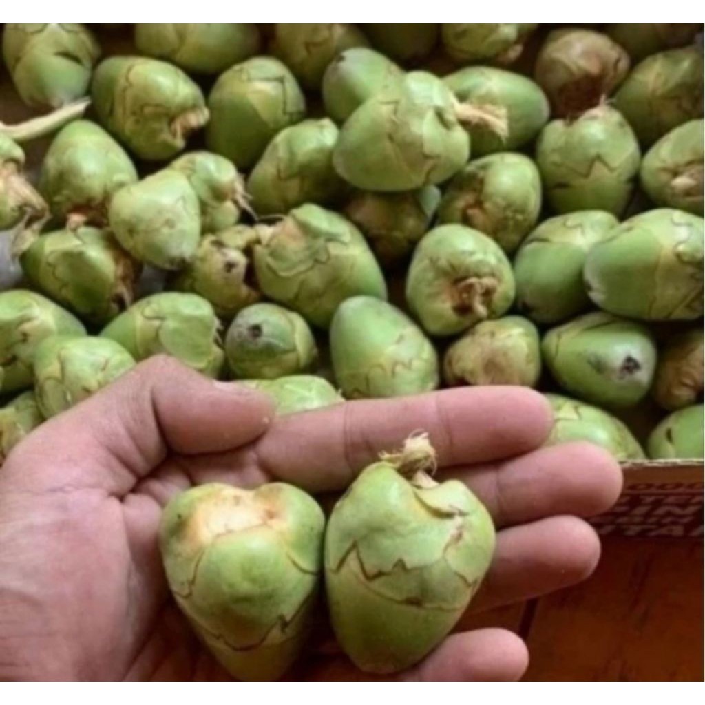 

promo tembuluk beluluk baruluk isi10 pcs Herbal COD