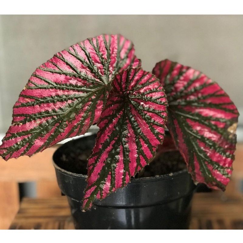 tanaman hias begonia walet - begonia rex walet - Tanaman Hias Begonia Brevirimosa
