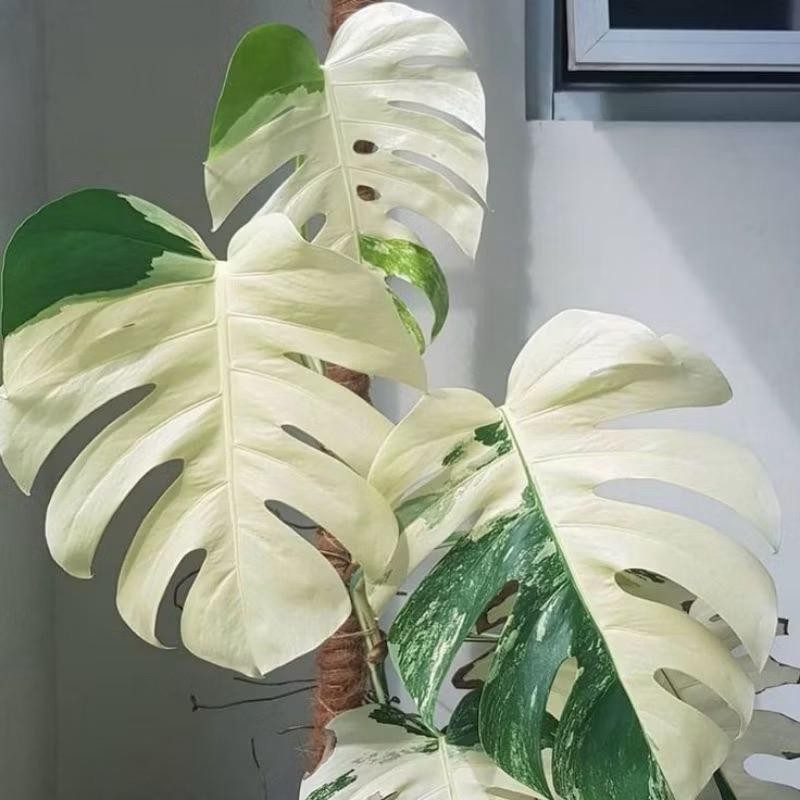 Bonggol monstera albino variegata